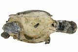 Fossil Mud Lobster (Thalassina) - Australia #109295-3